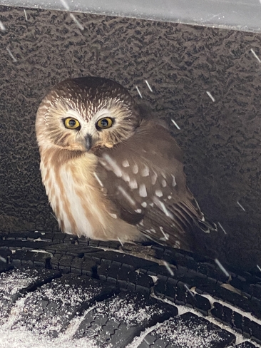 Owl Havelock, Ontario, CA