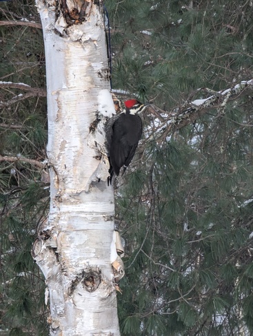 woodpecker piliated Hoyle, ON