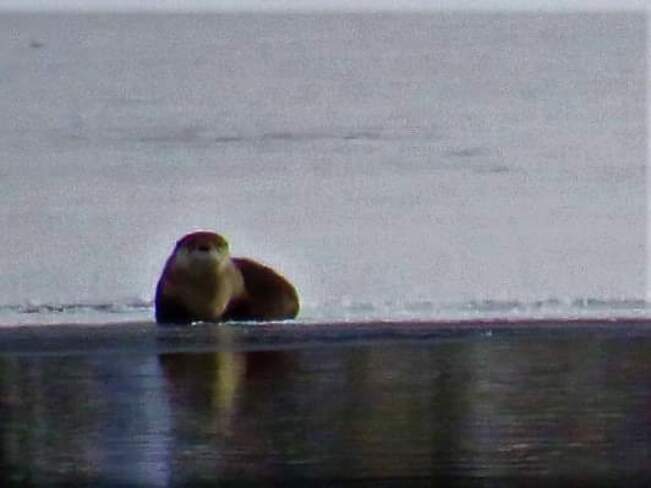 Lake Windermere Otter Athalmer, BC
