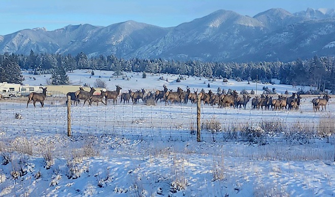 Windermere Elk Herd Windermere, BC