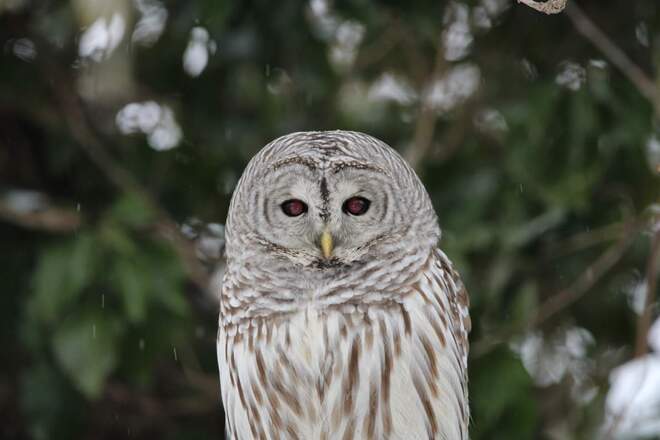 Gookooko-oog ( Bared Owl ) Shrewsbury, ON
