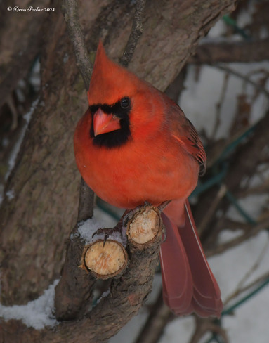 Northern Cardinal Scarborough, Toronto, ON