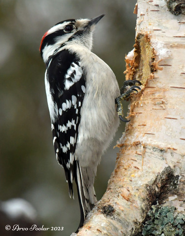 Downy Woodpecker Scarborough, Toronto, ON