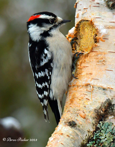 Downy Woodpecker Scarborough, Toronto, ON
