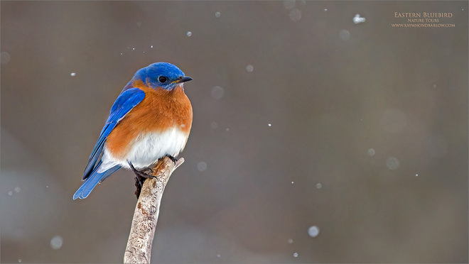Snowfall and a Bluebird - Raymond Barlow Hamilton, ON