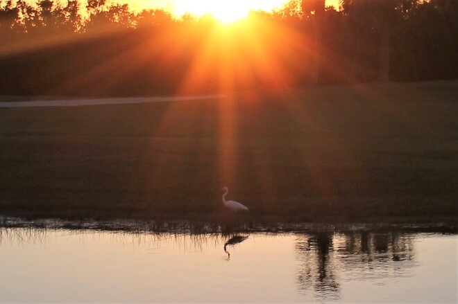 Egret basking in the last sunrays. Toronto