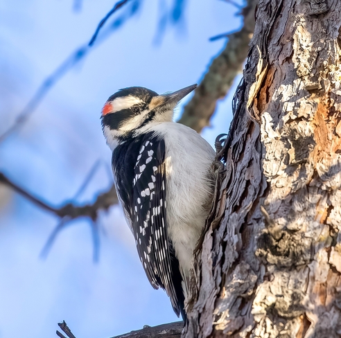 Hairy Woodpecker Red Deer, Alberta, CA