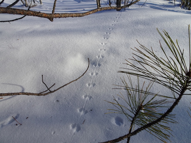 Pretty Mouse Tracks In The Snow Sudbury, ON