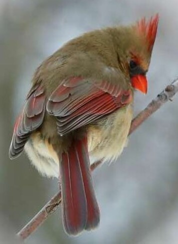 Northern Cardinal Cornwall, ON