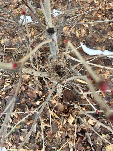 A wee nest Owen Sound, Ontario, CA