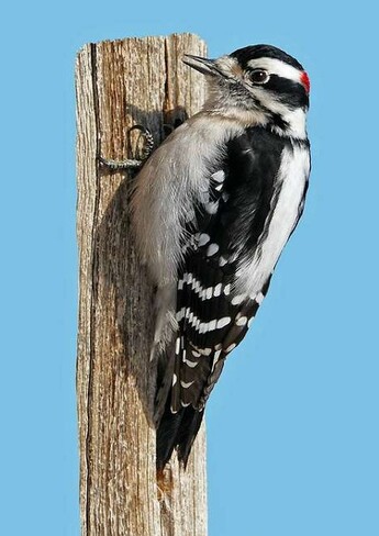 Woodpecker Cornwall, ON