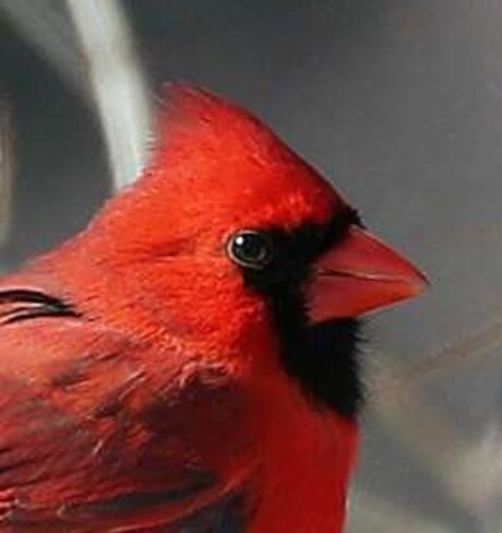 Male Northern Cardinal Cornwall, ON