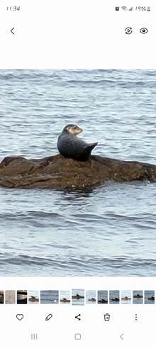 a seal! Murray Corner, NB