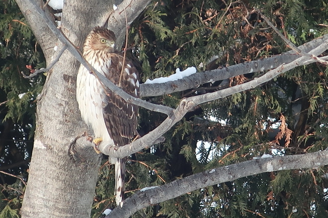 Broad-Winged Hawk in backyard Kanata, Ottawa, ON