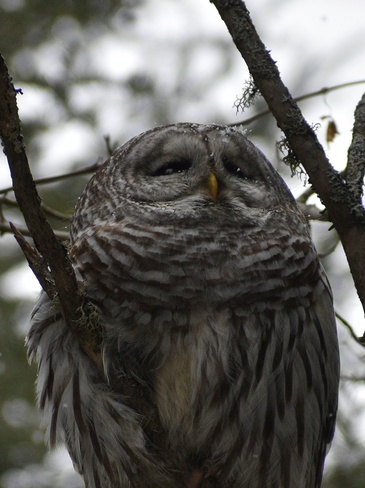 Barred Owl Thunder Bay, ON