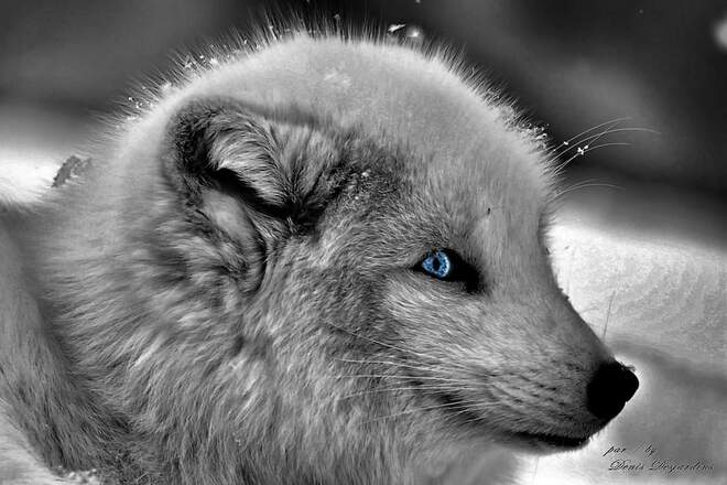 portrait de renard arctique au yeux saphir Montréal, QC