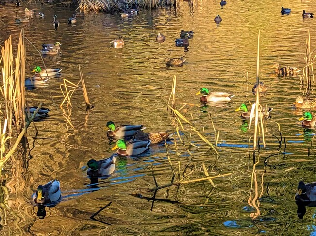 Paradise for ducks Tsawwassen, Delta, BC