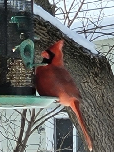 Male cardinal Cornwall, ON