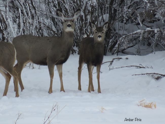 Curious deer Regina, Saskatchewan, CA