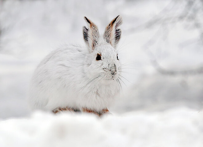 Snowshoe Hare Ottawa, ON