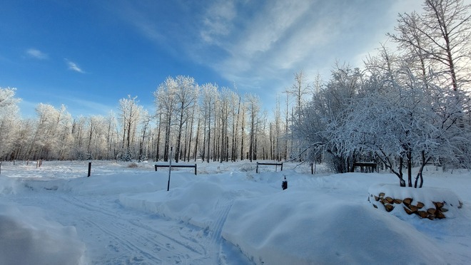 frozen trees Montney, BC