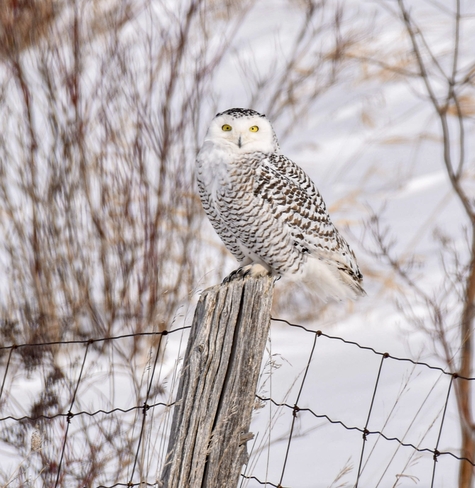 Female snowy owl after landing on a fence post Clearview, Ontario, CA