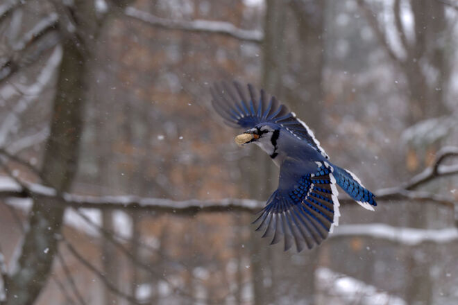 Blue Jay in flight 631 Couchie Memorial Drive, North Bay, ON