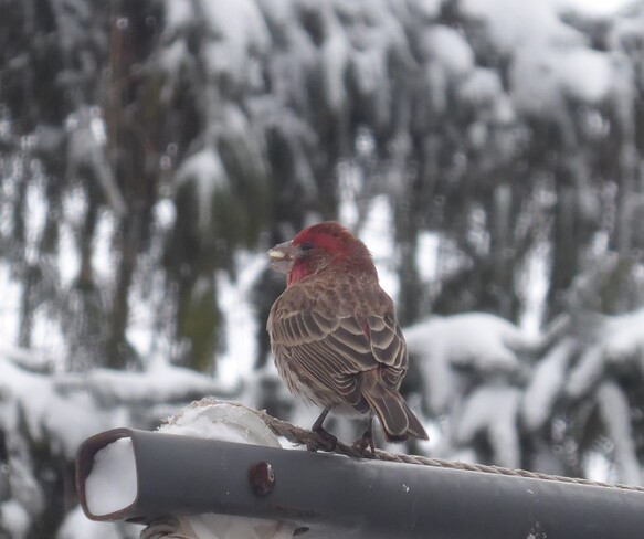The house finch Atwood, ON