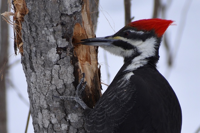 Female Pileated Woodpecker Thunder Bay, ON