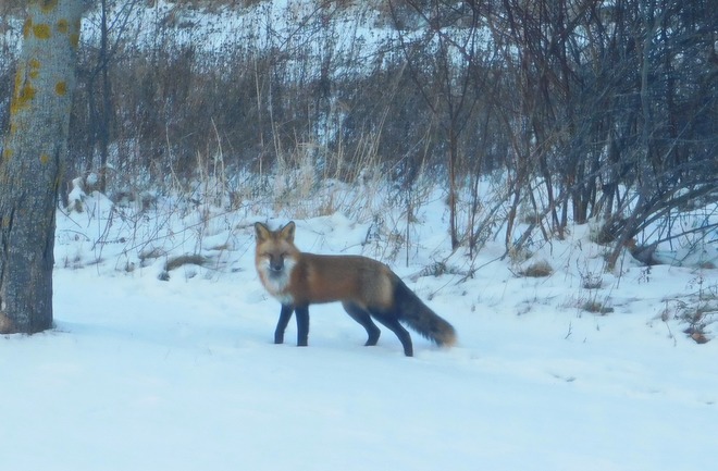 Red Fox Grand Pré, Nova Scotia