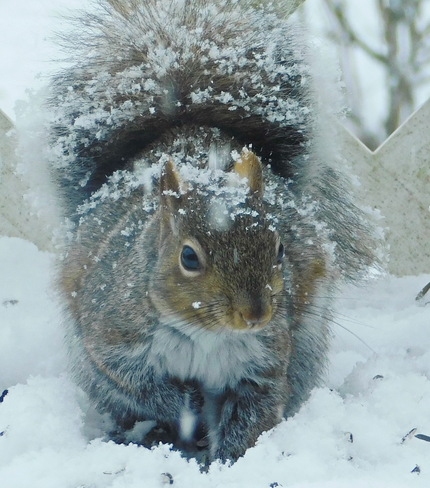 Mr. Squirrel having a bite to eat on a snowy day... Grand Pré, Nova Scotia