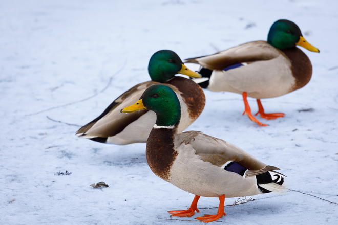 Winter ducks Brampton, Ontario, CA