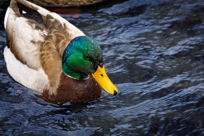 Swimming duck Brampton, Ontario, CA