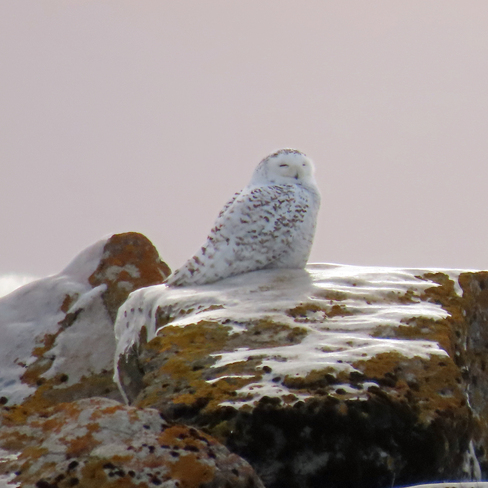 Snowy Owl Enjoying Afternoon Sun on Ice-covered Granite Boulders Whitby, ON