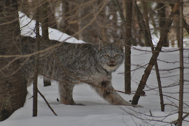 Canada Lynx Thunder Bay, ON