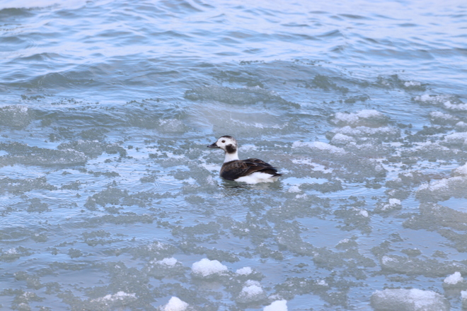 Long Tailed Diving Ducks Ryerson Park, Niagara Boulevard, Niagara-on-the-Lake, ON