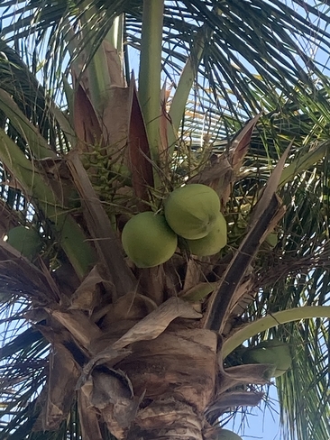 Young coconuts Acapulco, Guerrero, MX
