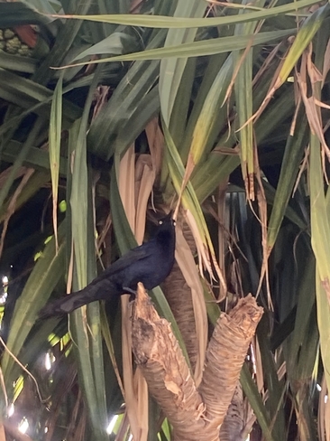Black bird Acapulco, Guerrero, MX