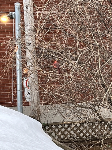 Cardinal Montréal, Québec | H1Y 1M7