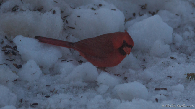 Cardinal rouge sur la neige Québec, QC
