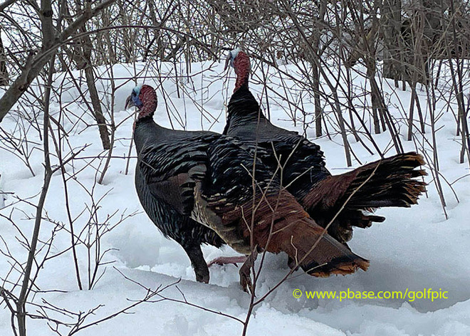3 Wild Turkeys at Mud Lake today Ottawa, ON