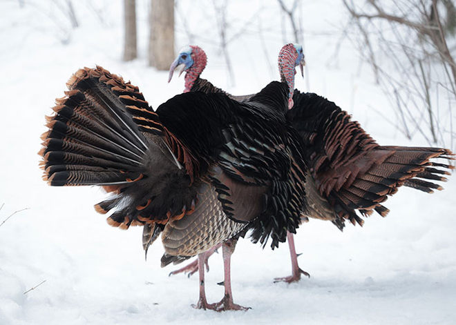 Wild Turkeys being wild Ottawa, ON
