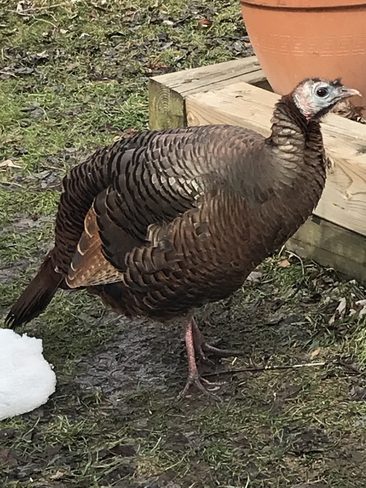 Wild Turkey Burlington, Ontario | L7P 1T4