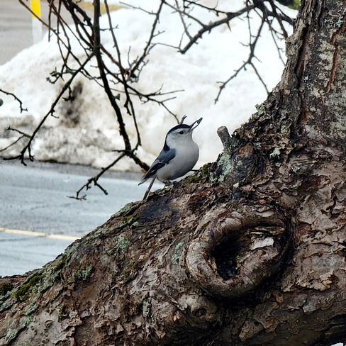 White breadted Nuthatch Falmouth, NS