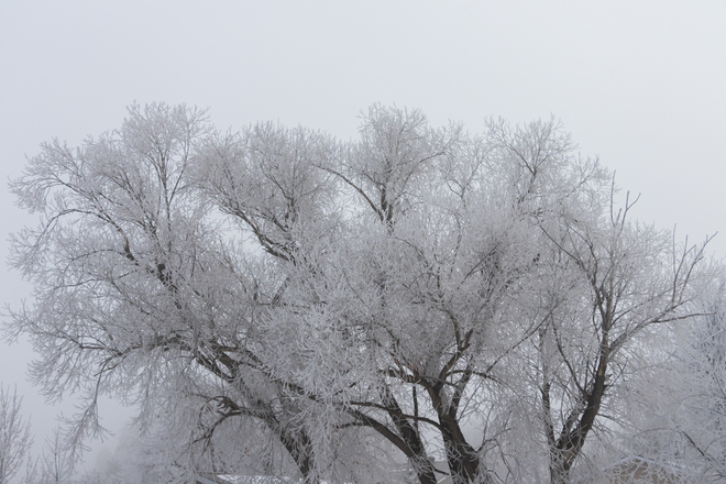 Morning frost Brooks, Alberta, CA