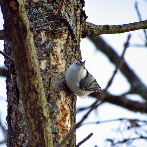White-breasted Nuthatch Gray's Creek Conservation Area, South Glengarry, ON