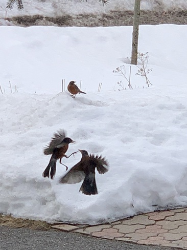 Red Robins are back Kanata, Ottawa, ON