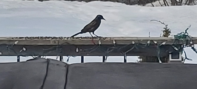 First Grackle Sighting! Welcome Spring. Osgoode, ON