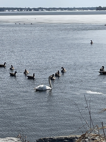 The Swan Trenton, Ontario, CA