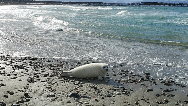 Baby seal catching some rays on the beach. Cow Head, NL